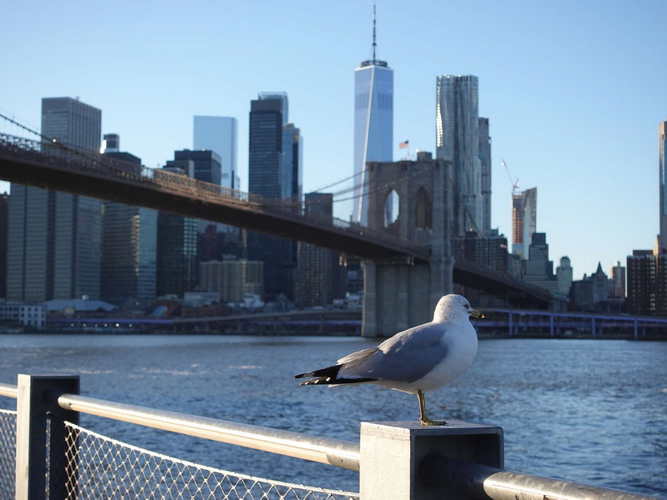NYC_2024-02-03 16-24-51_RX_07067
